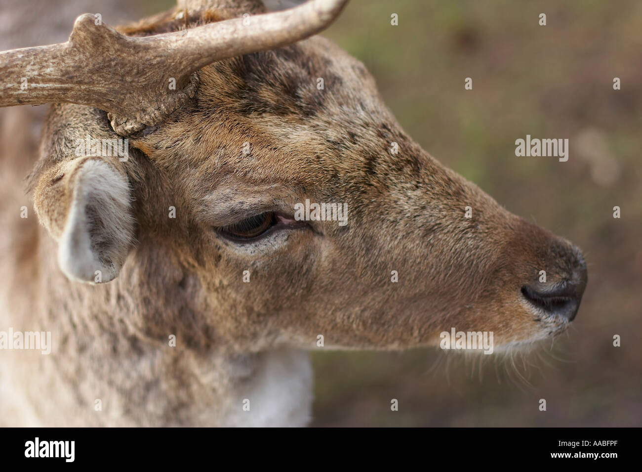 daino Foto Stock