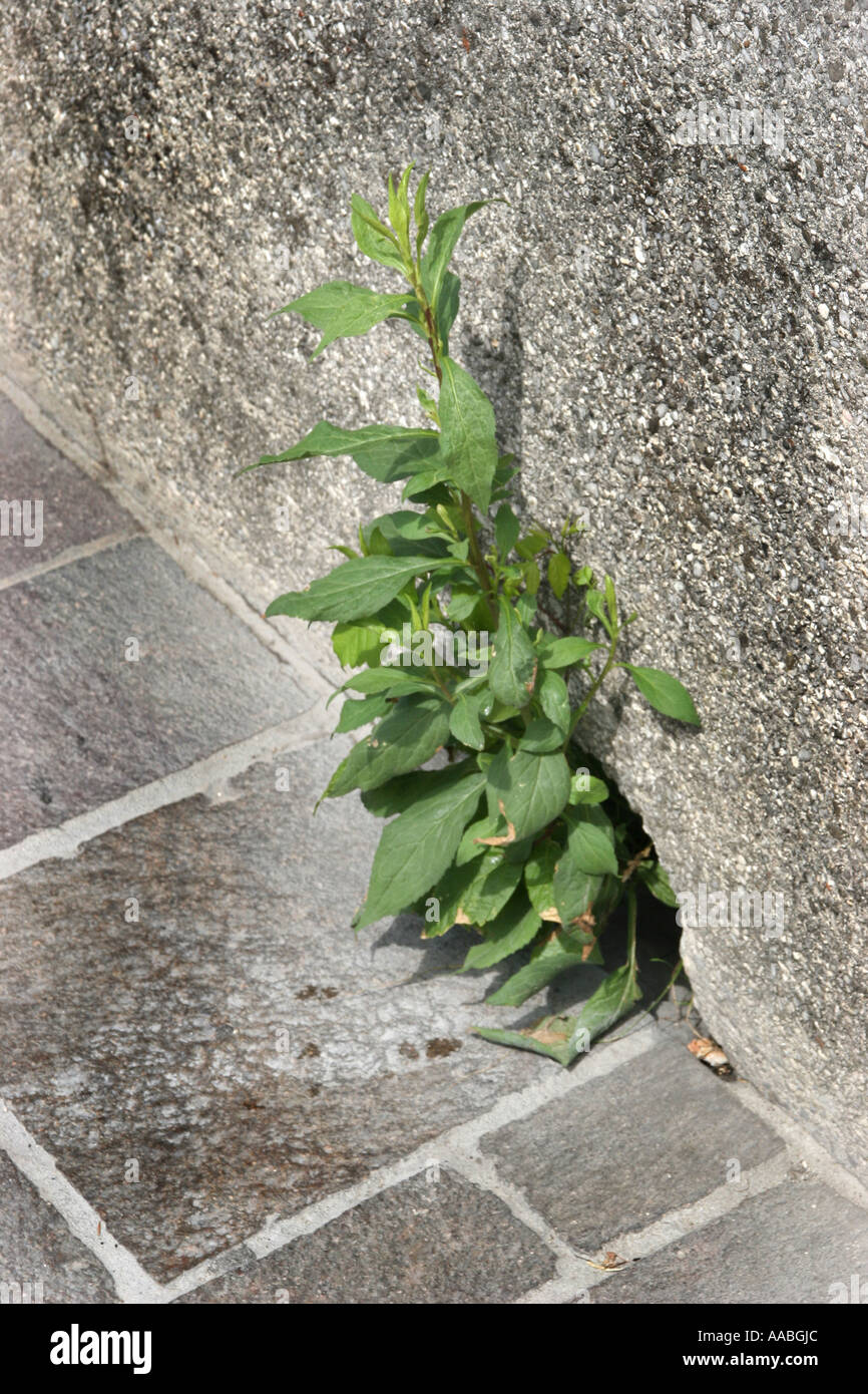 Piante al muro di casa Foto Stock