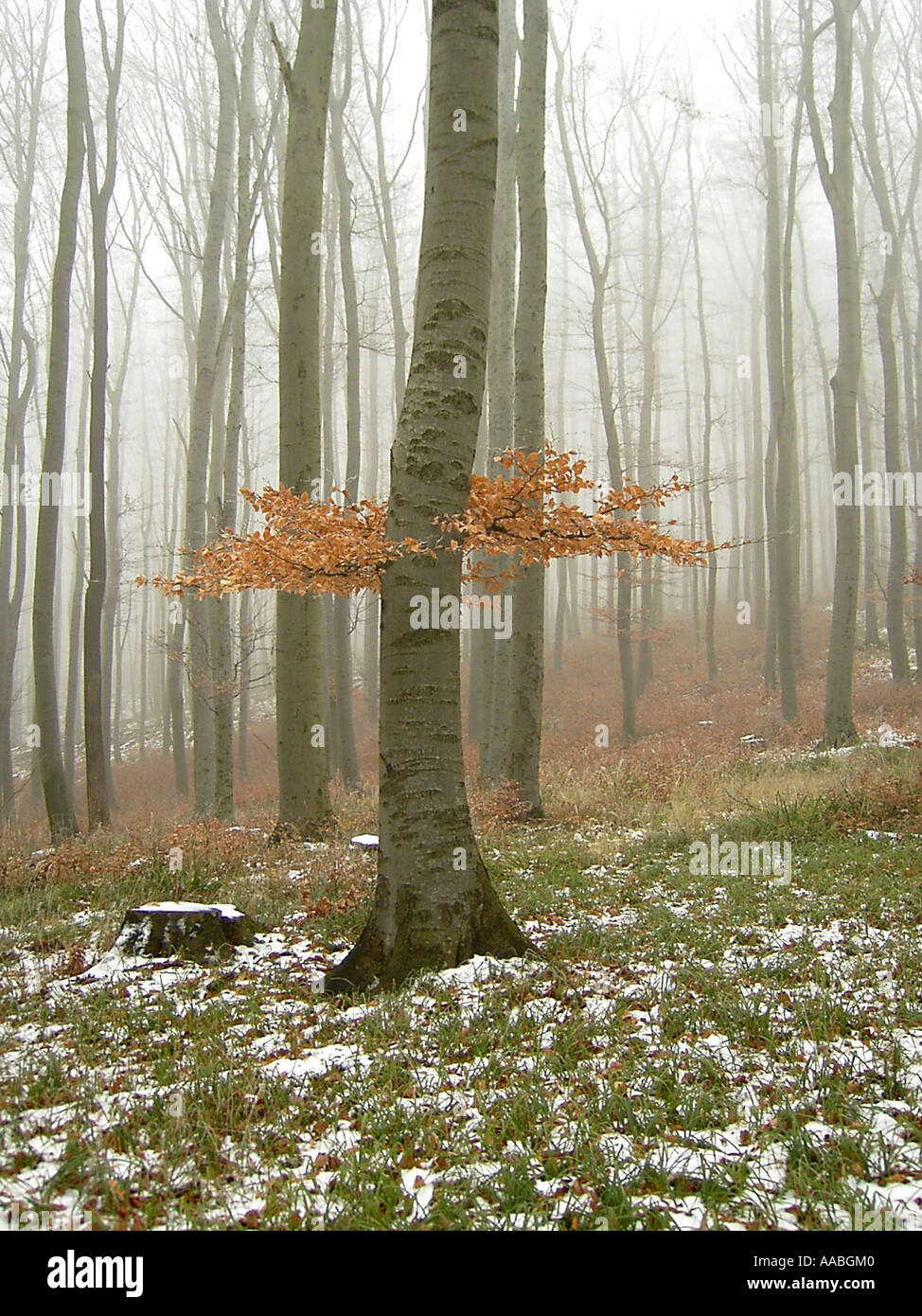 Foresta nel tardo autunno Foto Stock