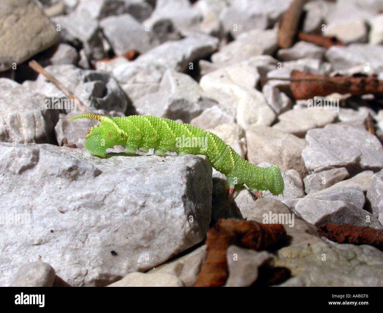 Caterpillar su una pietra Foto Stock
