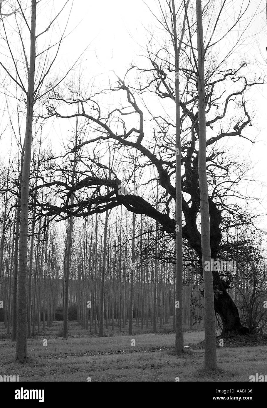 Bosco in Umbria Italia Foto Stock