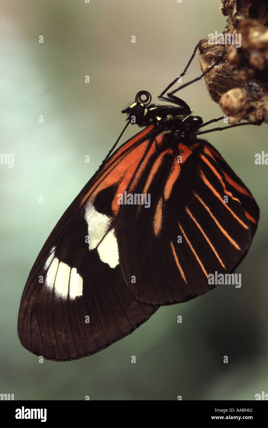 Portalettere butterfly Heliconius melpomene : Foto Stock