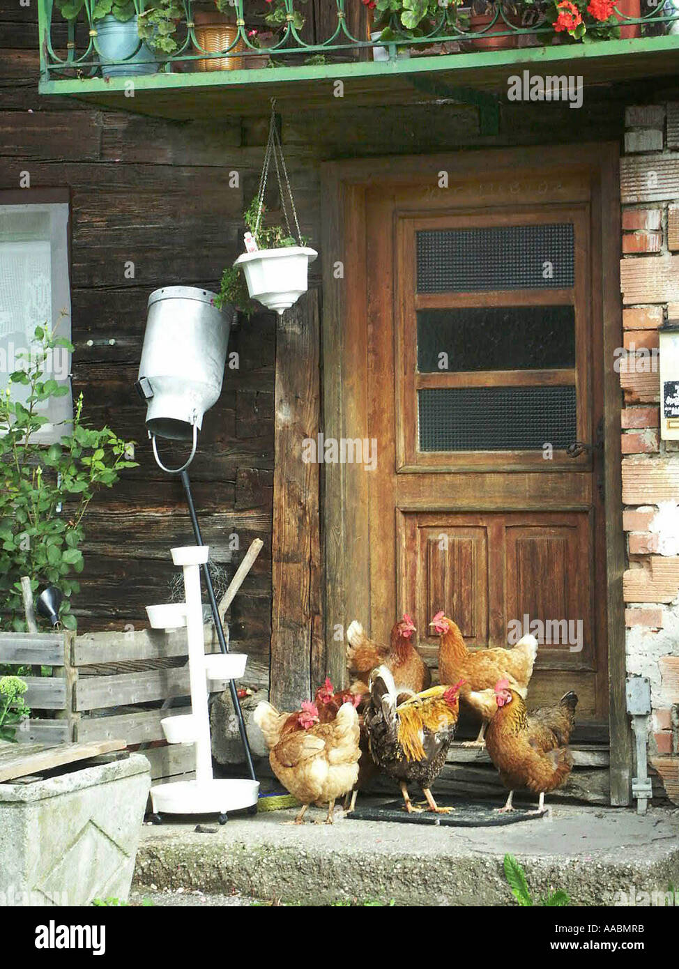 Pollo davanti alla porta Foto Stock