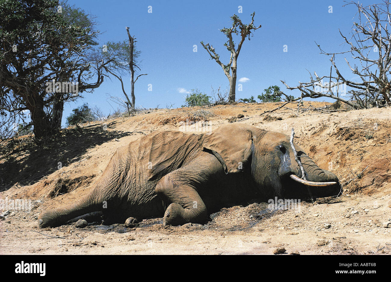 Elefante morto che è morto di fame Foto Stock