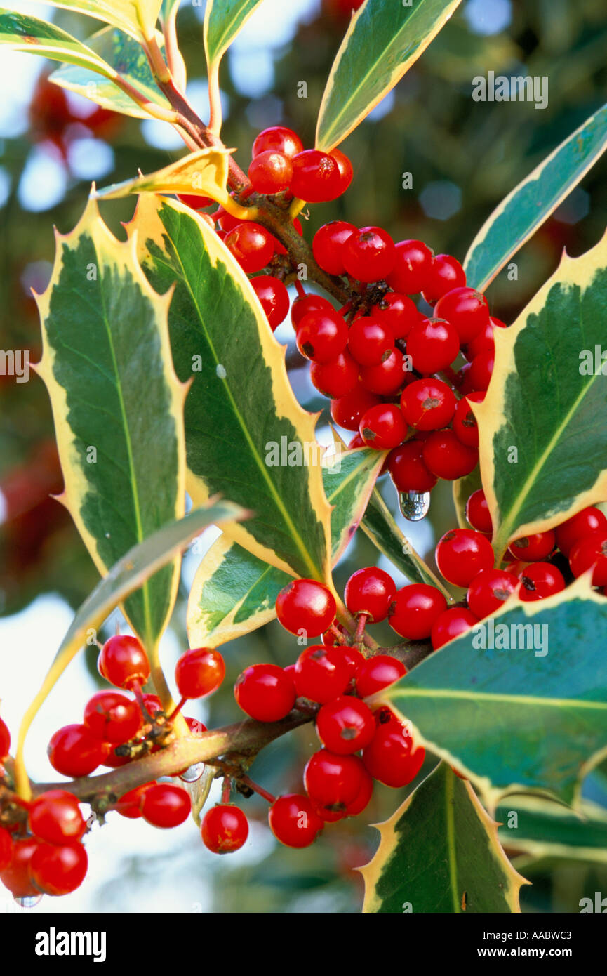 Ilex Handsworth nuovo argento Foto Stock