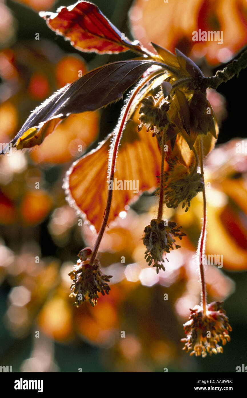 Fagus sylvatica Atropurpurea Foto Stock