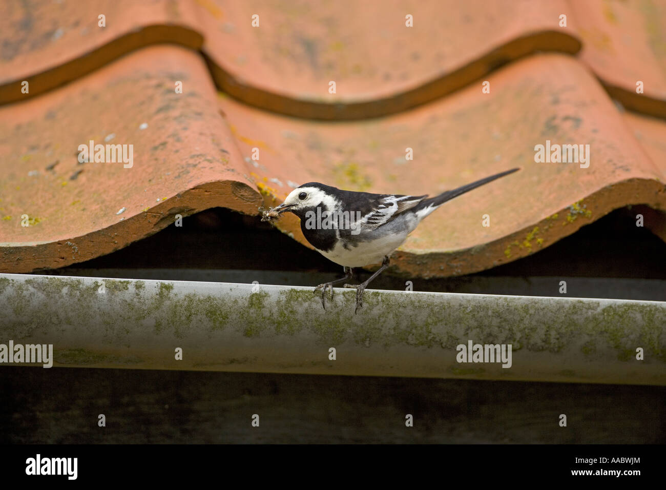 Pied Wagtail Motacilla alba maschio Foto Stock
