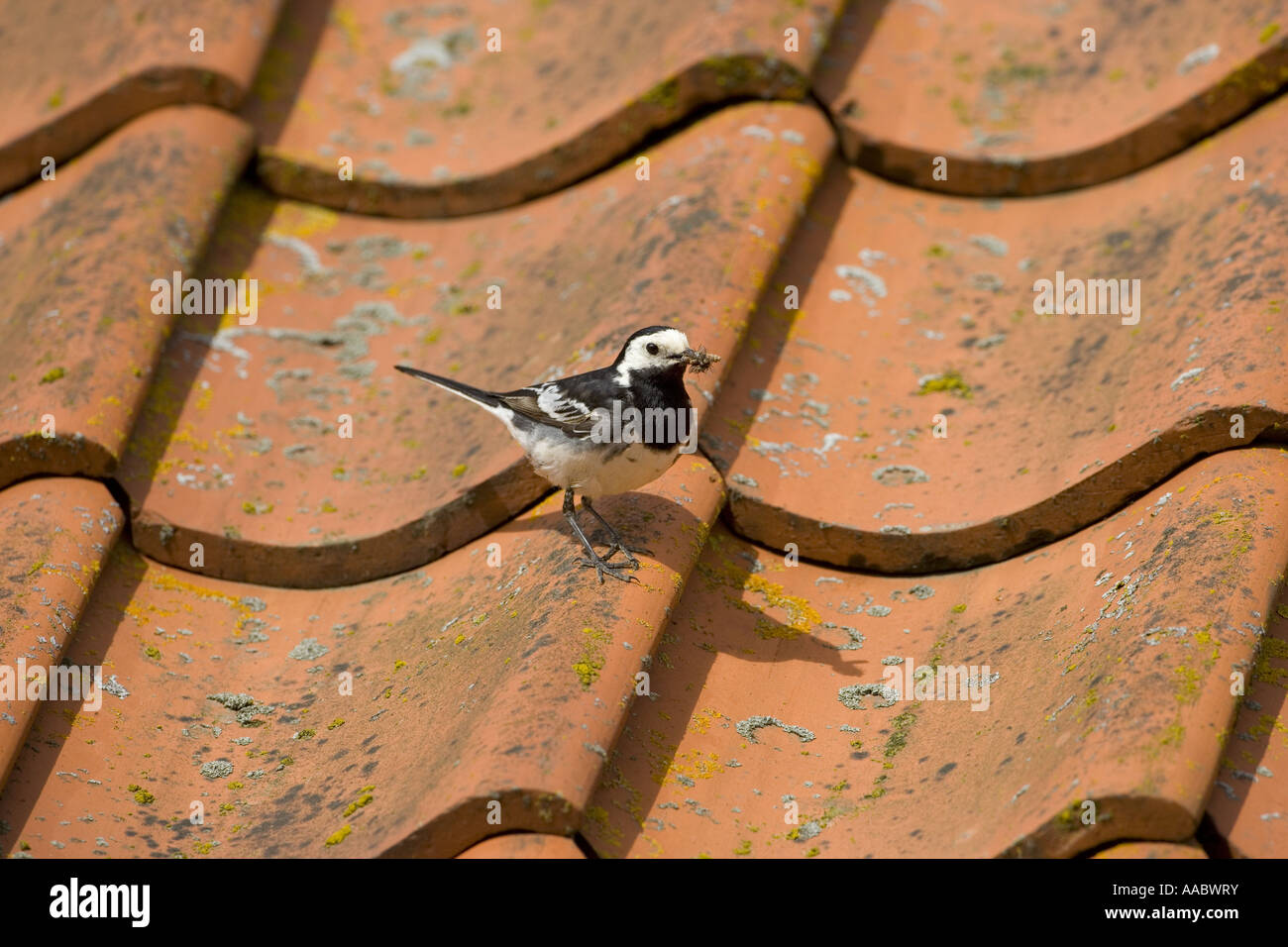 Pied Wagtail Motacilla alba maschio Foto Stock