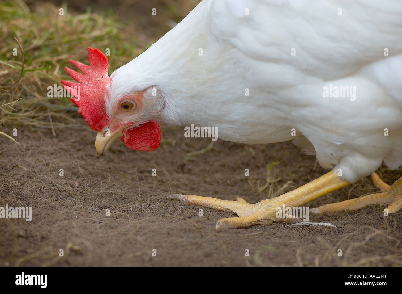 I polli nella stalla Foto Stock