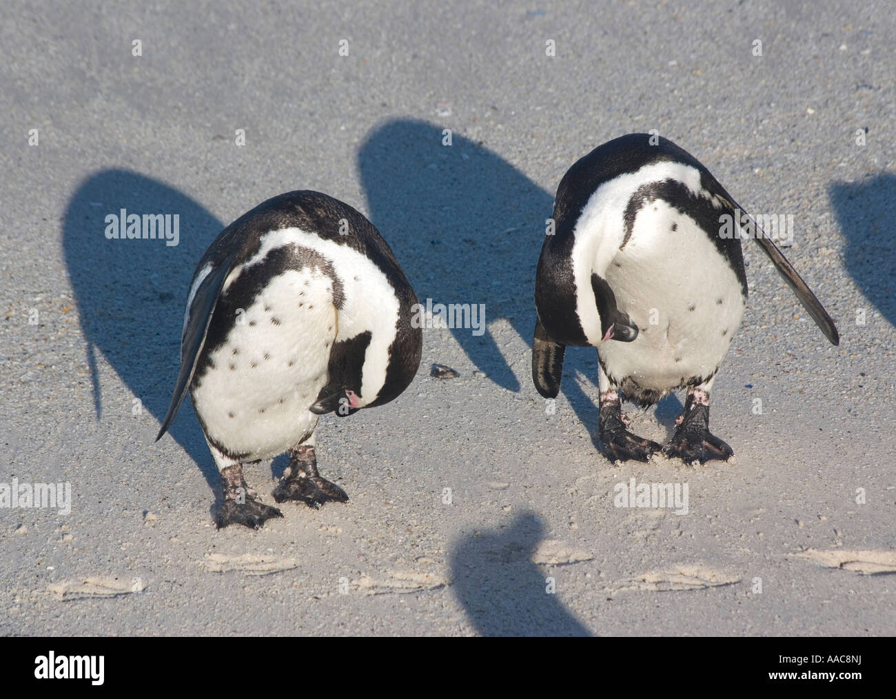 Due pinguini africani toelettatura Foto Stock
