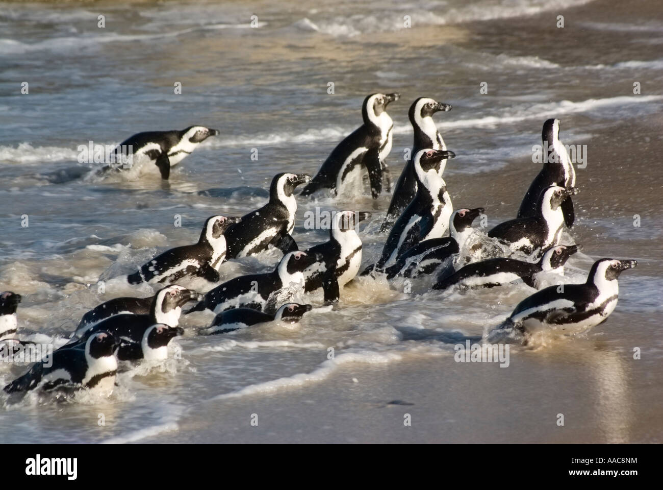 I Penguins africani emergenti dal mare Foto Stock