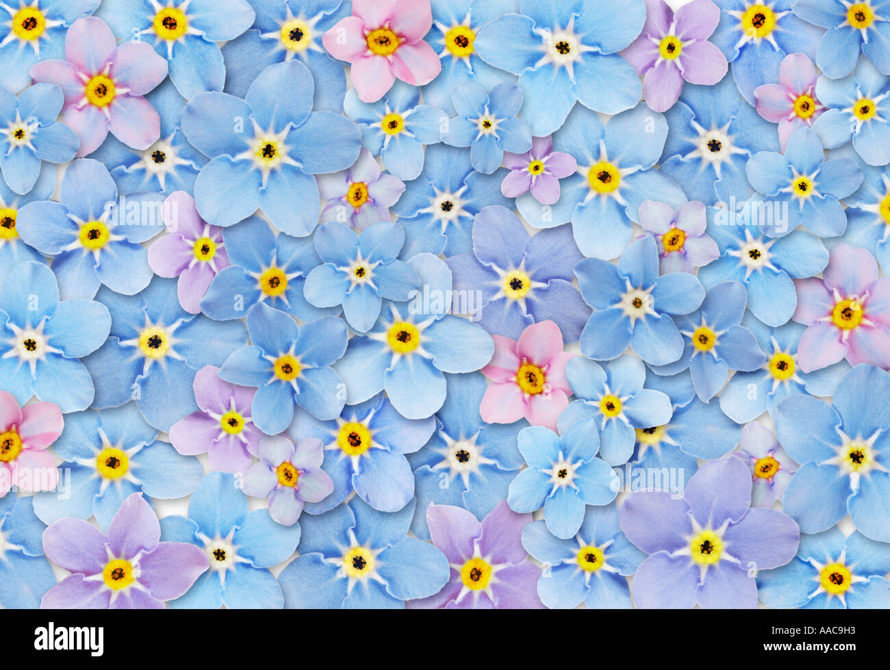 Astrazione non ti scordar di me fiori Texture di sfondo (composito) Foto Stock