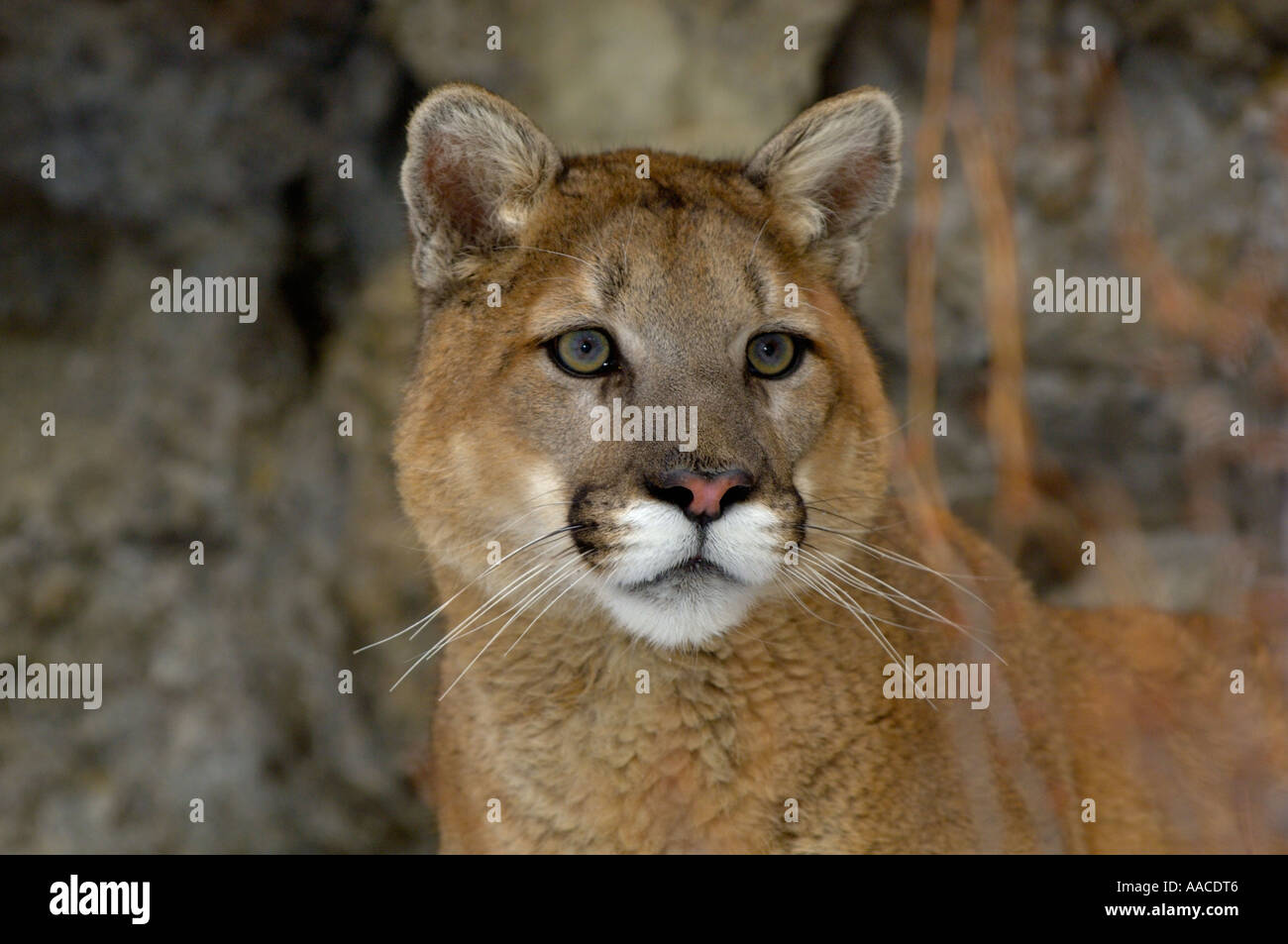 Cougar o Puma o Mountain Lion Puma concolor Felis concolor Foto Stock