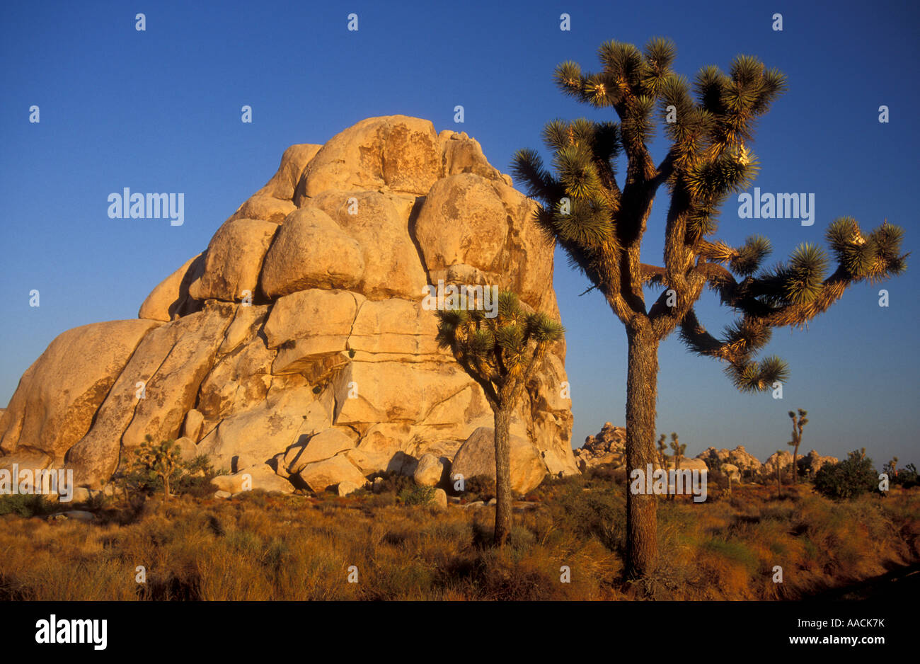 Joshua Tree National Park, STATI UNITI D'AMERICA Foto Stock