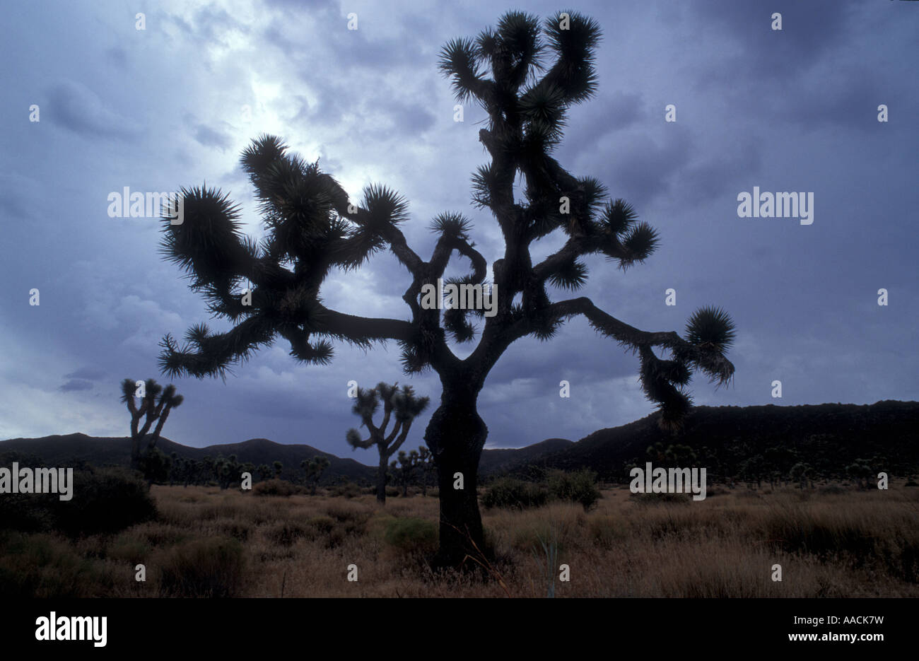 Joshua Tree National Park, STATI UNITI D'AMERICA Foto Stock