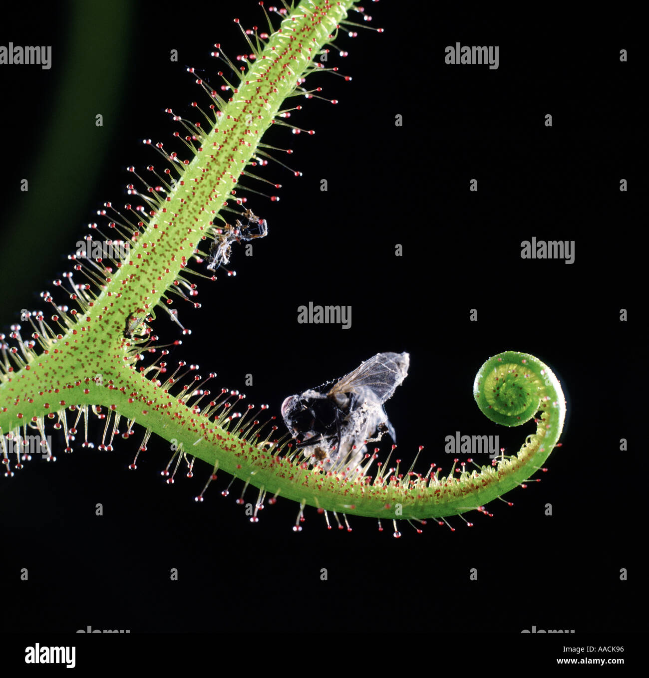 Fly catturati in insettivori Drosera pianta dichoma leaf curl mostra segretario peli Foto Stock