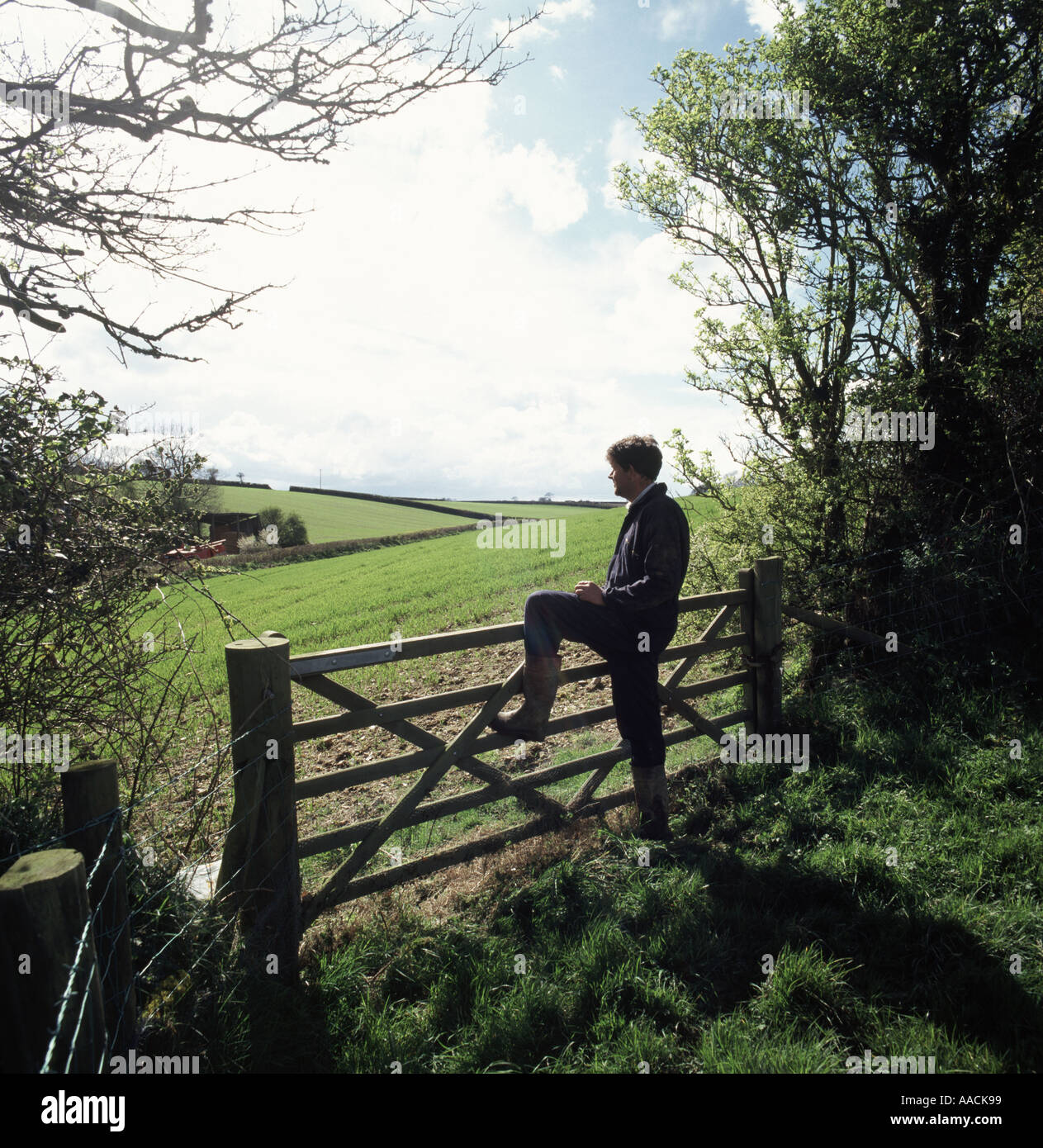 Agricoltore in piedi da gate cercando su campi di grano piantina Devon UK Foto Stock