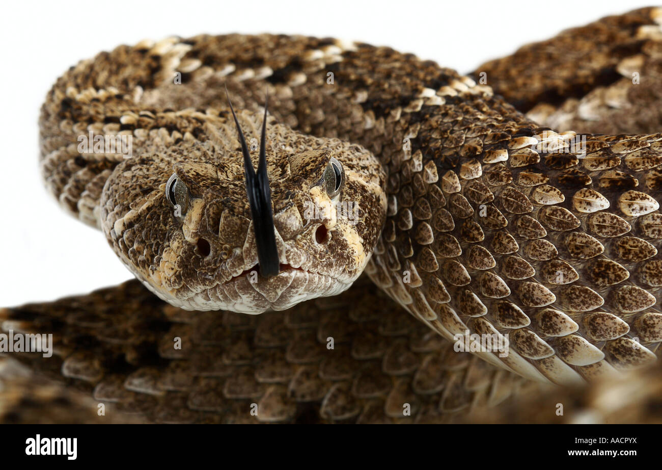 Rattlesnake messicano, Crotalus Foto Stock