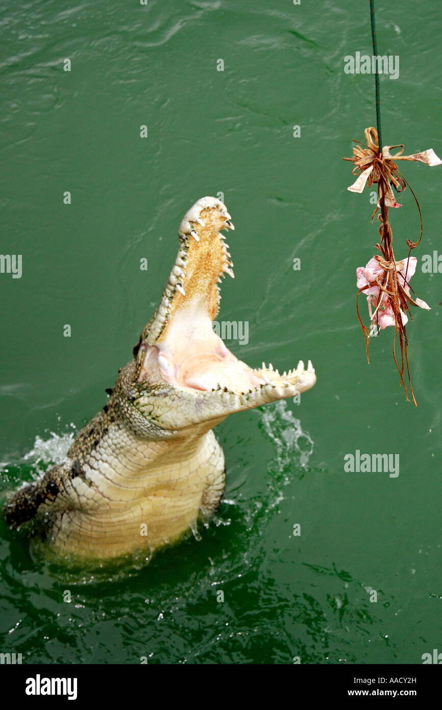 Fattoria di coccodrilli Pattaya Thailandia Foto Stock