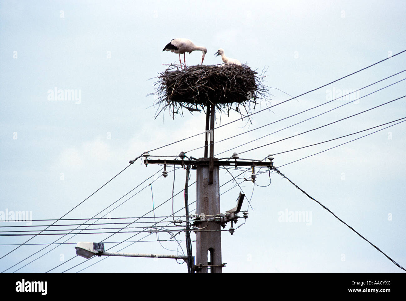 Cicogne nesting, Ungheria Foto Stock