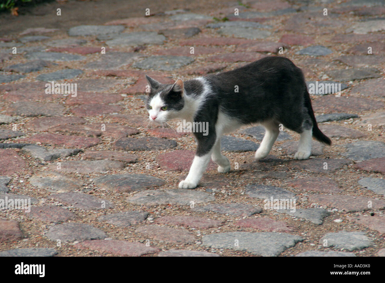 Alley Cat sulla strada Foto Stock