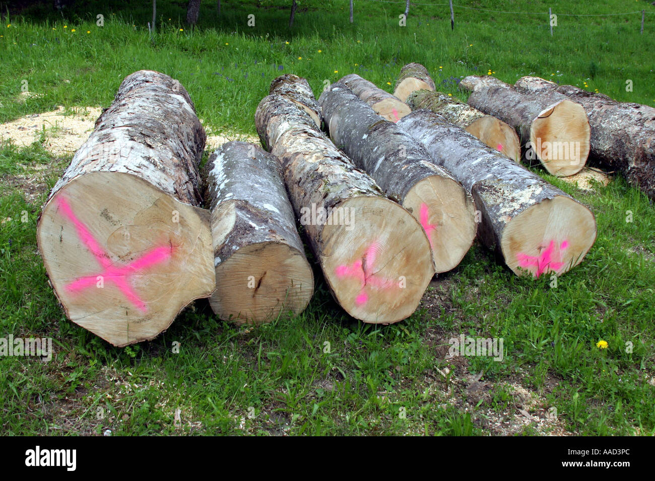 Boles pronto per evacuazione Foto Stock
