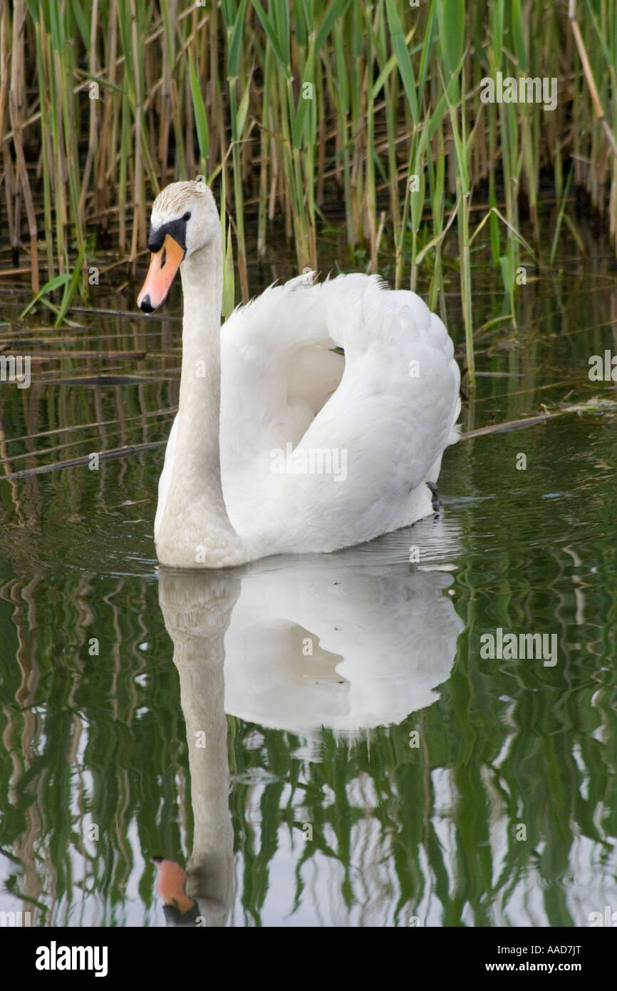 Cigno davanti a canne sul fiume Ouse Ely Fens Vie navigabili Foto Stock