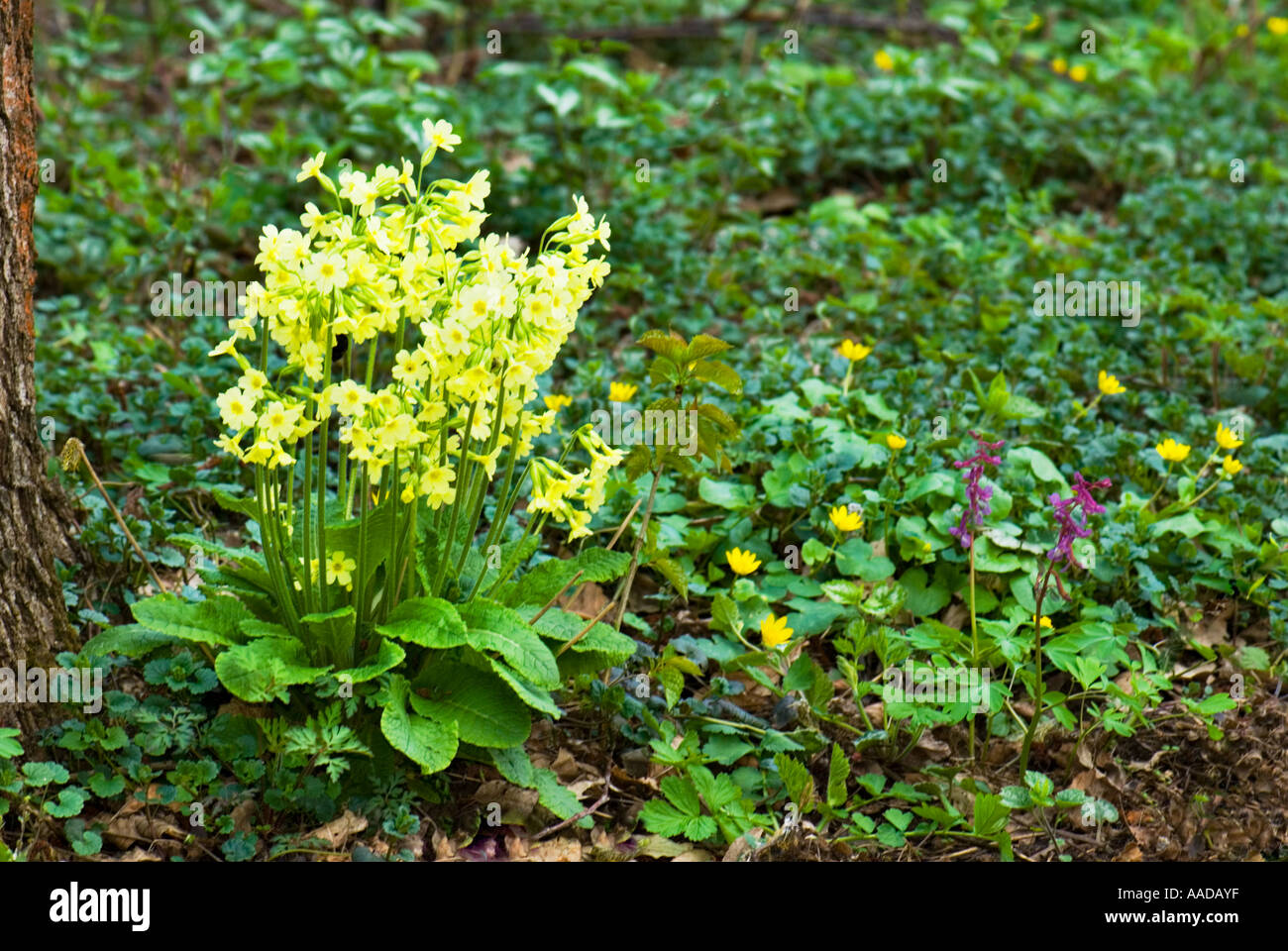 Oxlip Primula elatior hill Cowslip veris officinalis flower primel Foto Stock