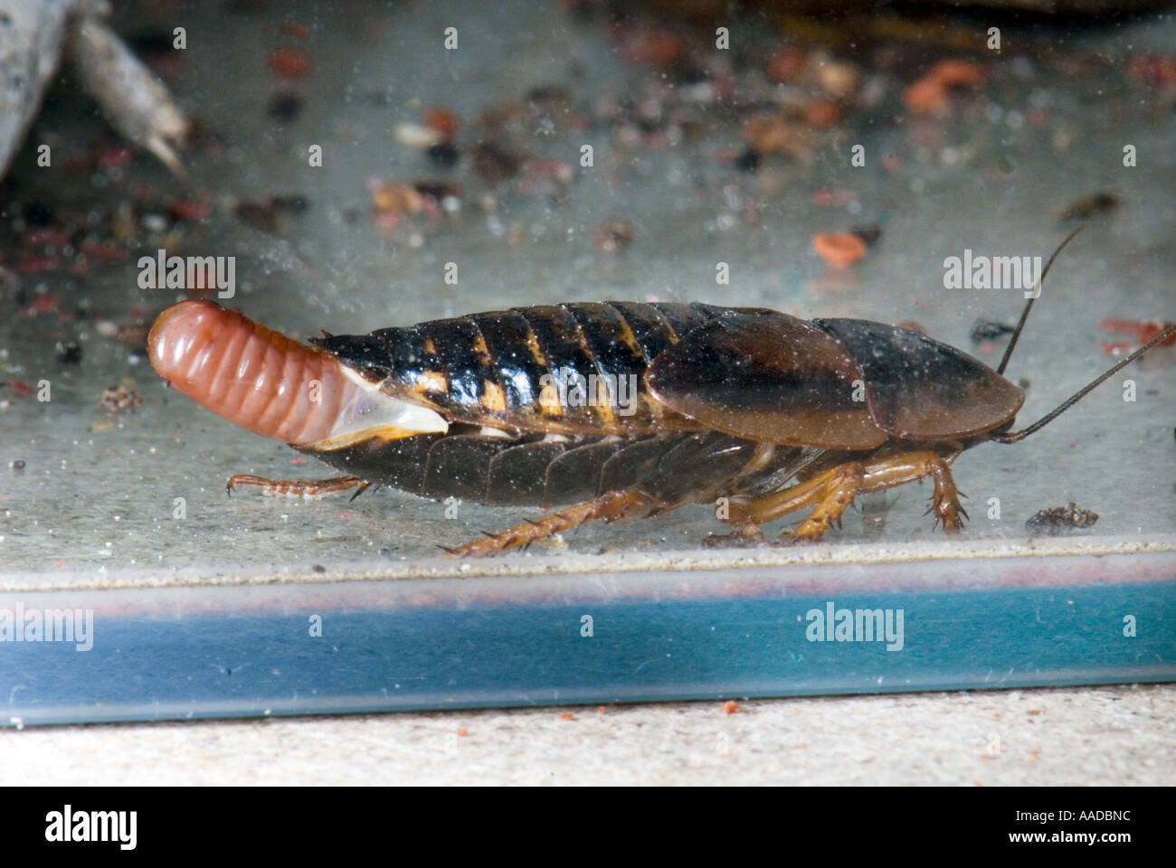 OVIPOSITOR organo genitale femminile riproduzioni scarafaggio roach Blaberus atropo Blattodea Blaptica dubia argentina ootheca Foto Stock