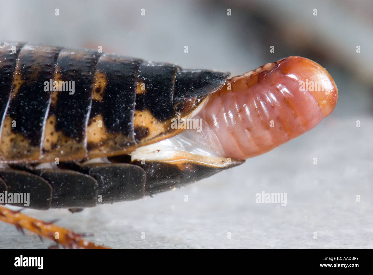 OVIPOSITOR organo genitale femminile riproduzioni scarafaggio roach Blaberus atropo Blattodea Blaptica dubia argentina ootheca Foto Stock