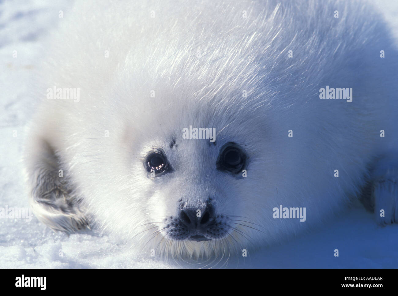 Baby arpa guarnizione sulla banchisa durante la guarnizione canadese hunt nel golfo di St Lawrence 1999 Foto Stock