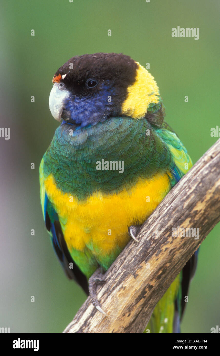 Australian Ringneck o Port Lincoln Parrot Barnadius zonarius fotografato in Australia Occidentale Foto Stock