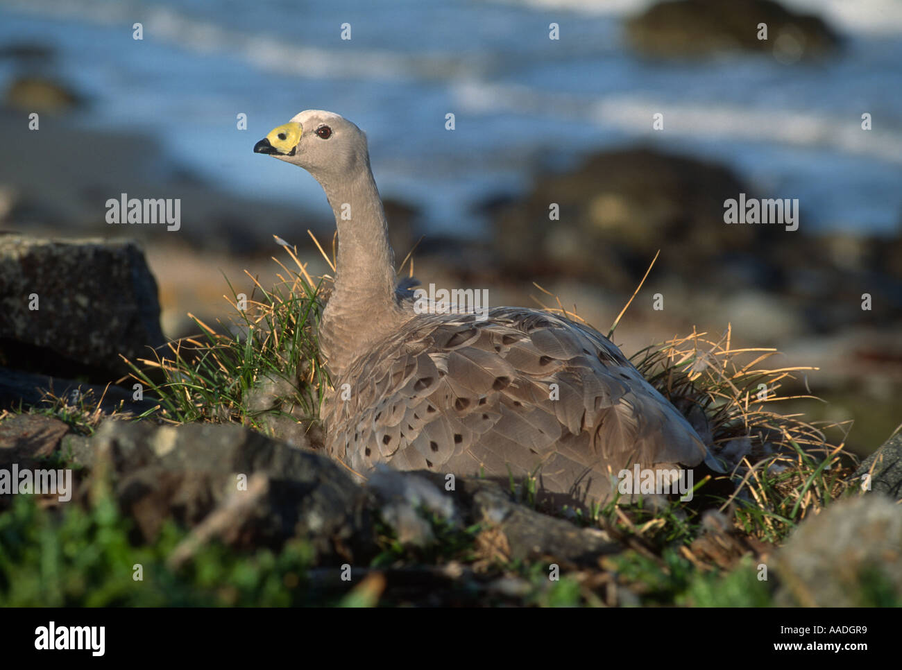 Cape sterile Goose Cereopsis novaehollandiae adulto su nest fotografato su Maria Island Tasmania Australia Foto Stock