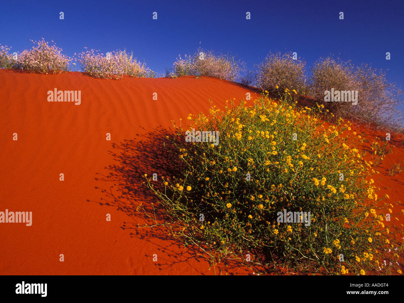Australia Territorio del Nord fiore dune coperte dopo la pioggia nel deserto Simpson Foto Stock