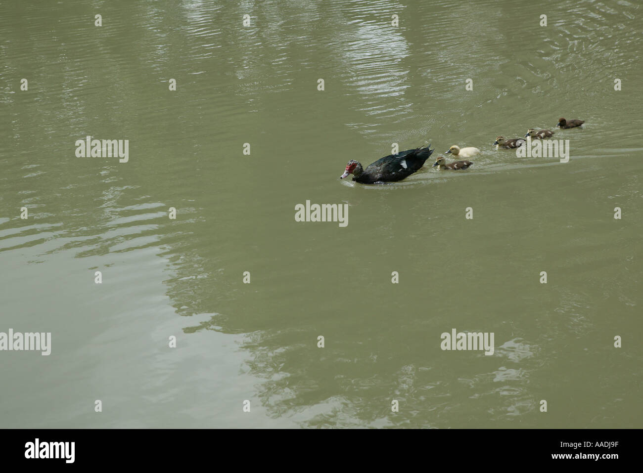 Famiglia di anatre nuotare attraverso il canal nel sole mattutino Foto Stock