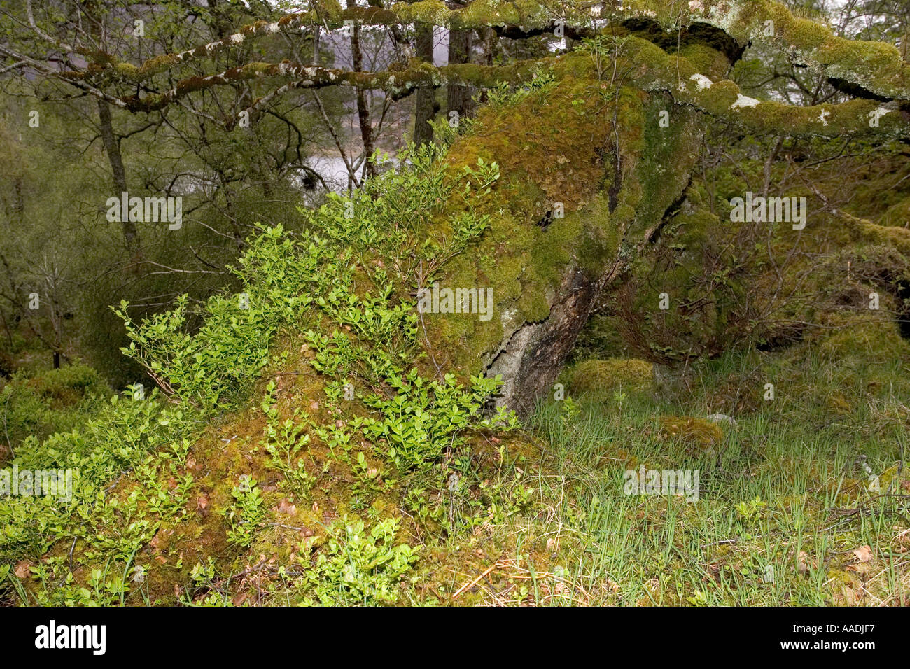 Antichi alberi coperti di muschio e ginepro Beinn Eighe Riserva Naturale Scozia Scotland Foto Stock