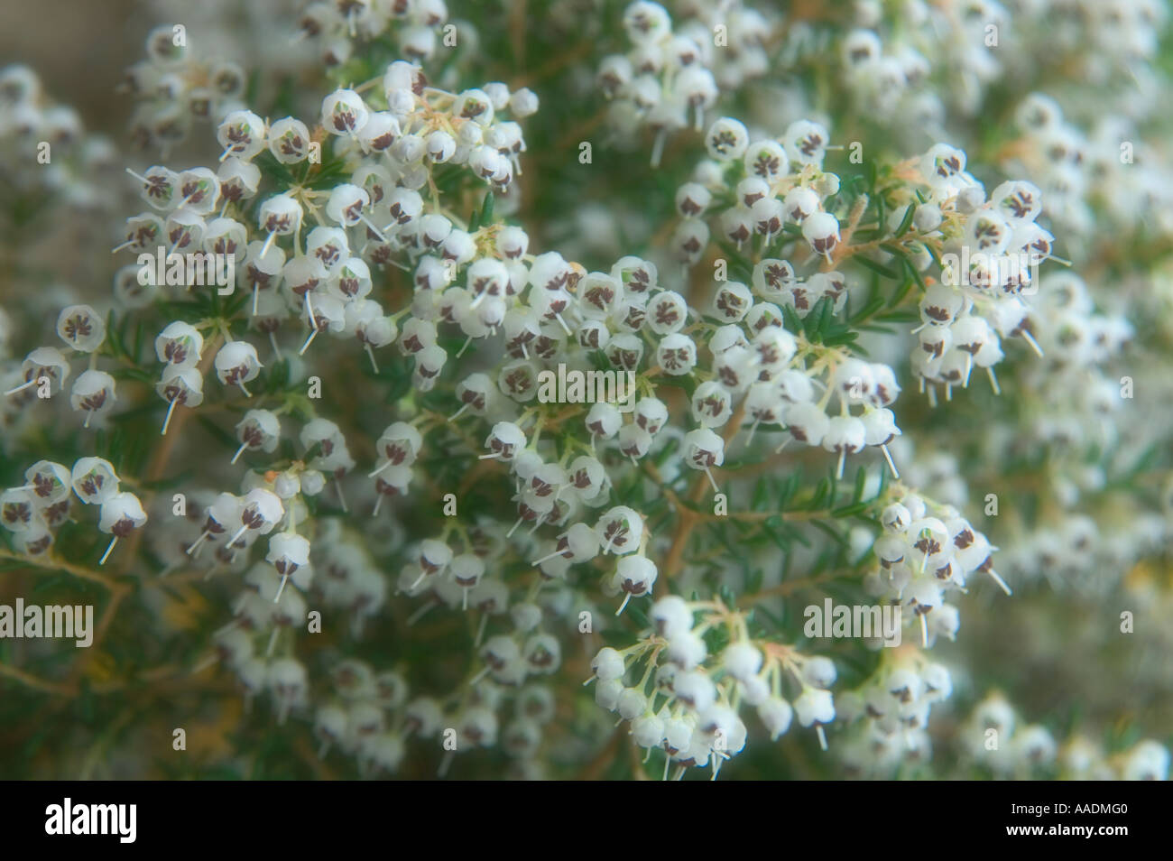 Heather in fiore Foto Stock