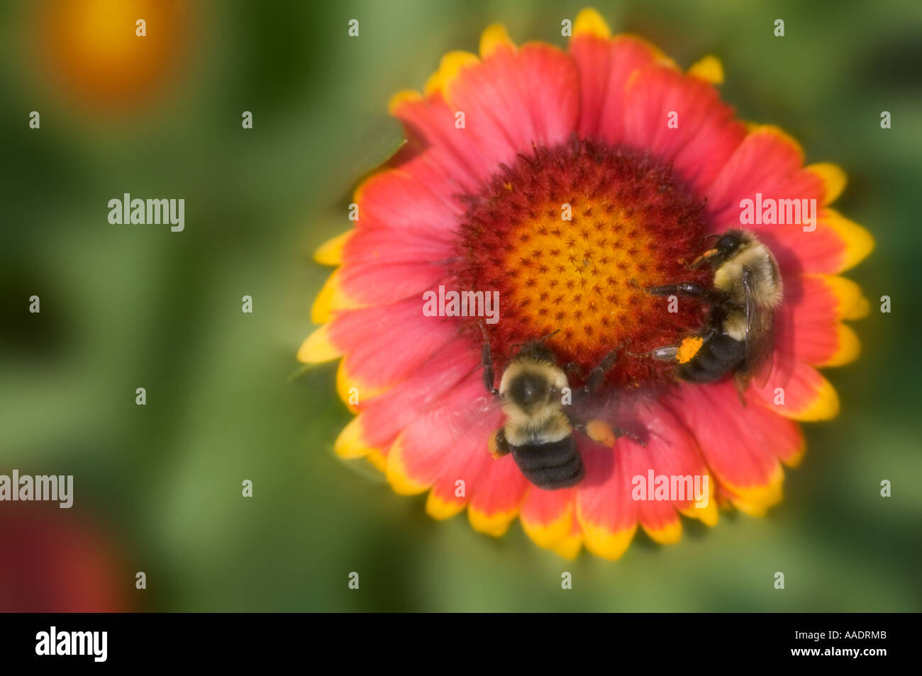 Due api sul fiore gaillardia Foto Stock