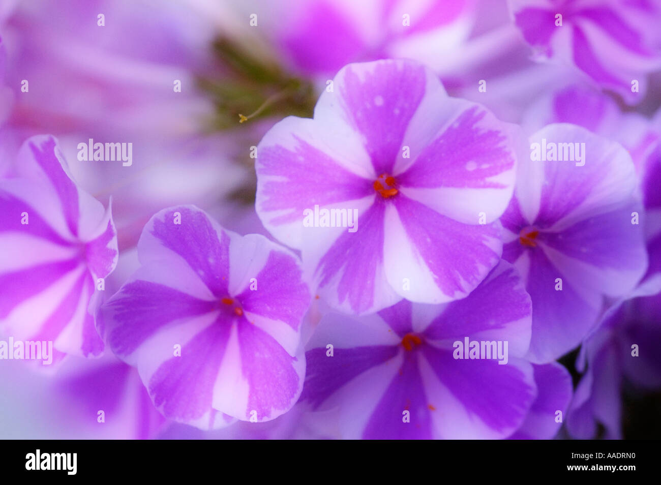 Phlox di giardino Foto Stock