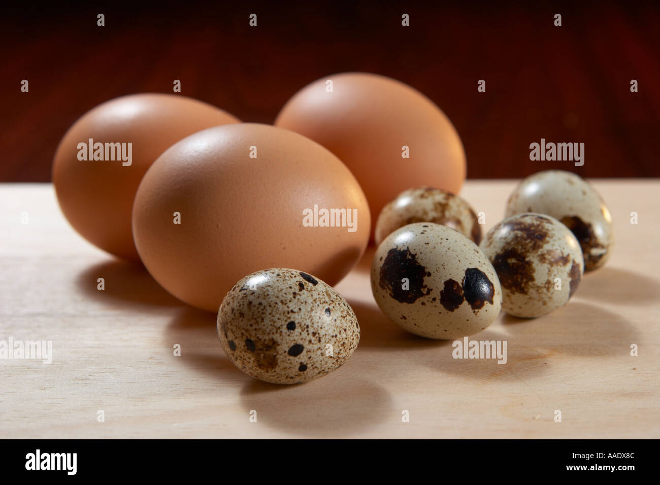 Pollo comune e uova di quaglia Foto Stock