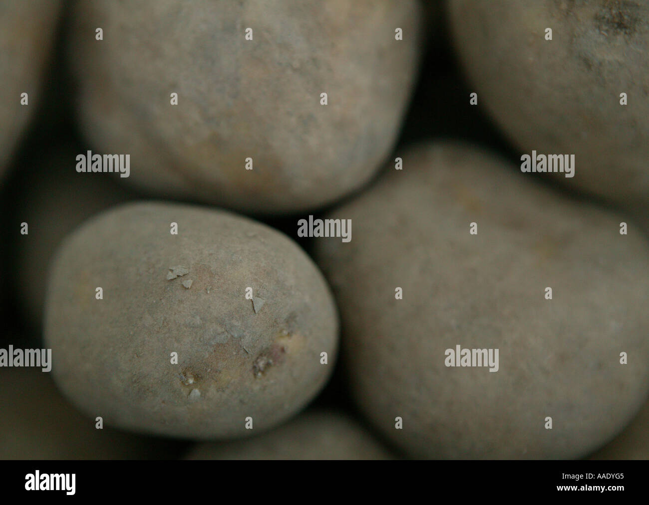 Paesaggio orizzontale dettaglio close up fangoso Patate fresche dal giardino mostrando forte delle forme grafiche Foto Stock