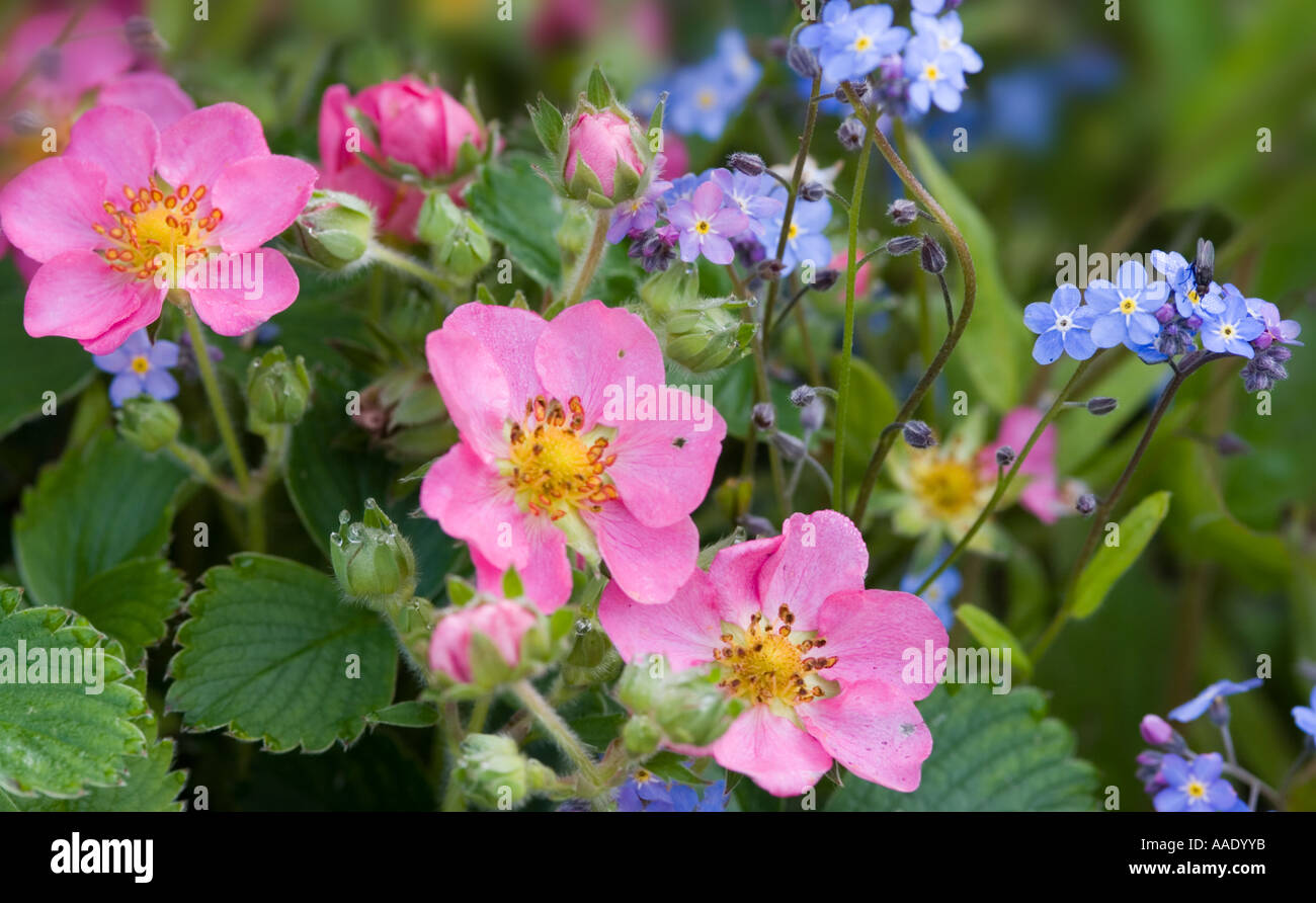 Alpina selvaggia fragola var 'Rosa Panda' Fragaria x ananassa crescente con dimenticare-me-poveri in un giardino in Aberdeenshire, Scozia Foto Stock