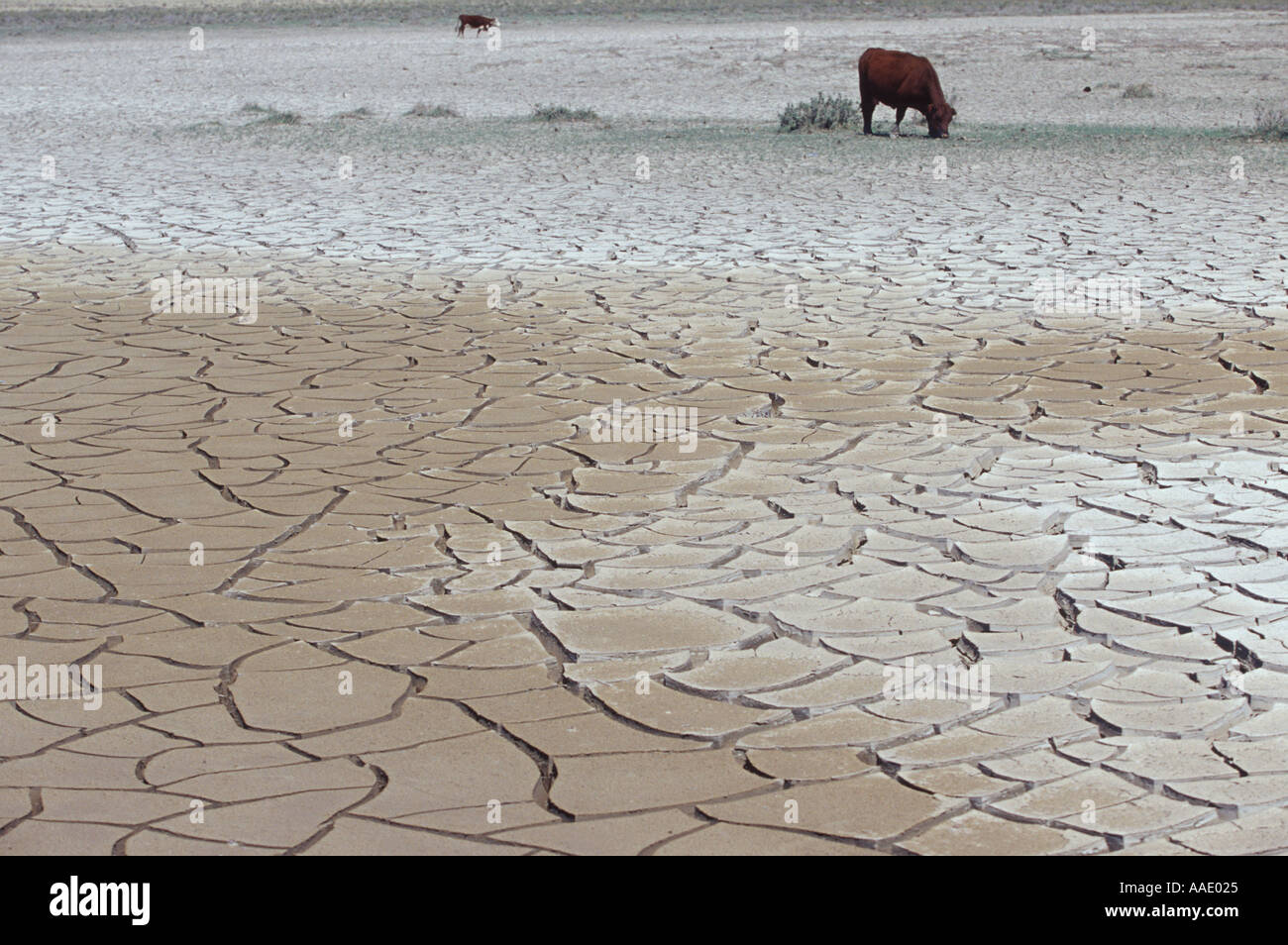 Una mucca cerca di cibo e di acqua sulla terra incrinato durante una prolungata siccità Foto Stock