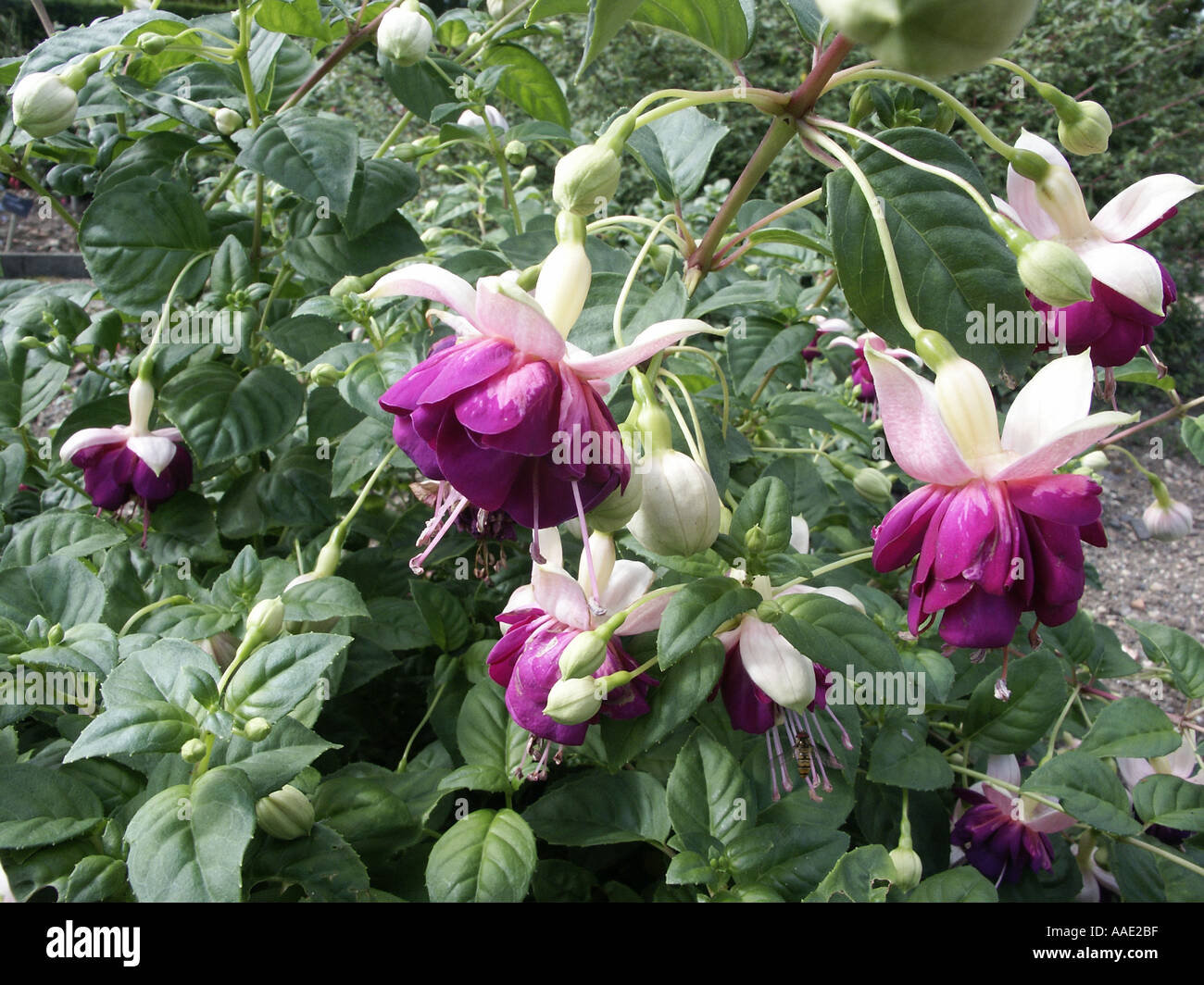 Lena fucsia Foto Stock