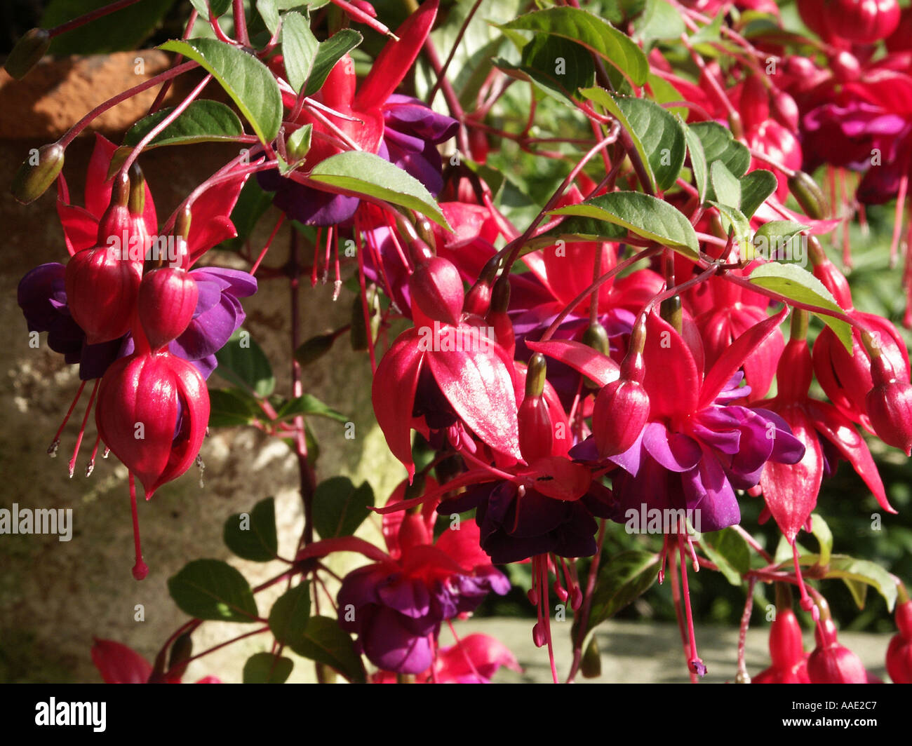 Fuchsia Dollar Princess fiore arbusto di Bush Foto Stock