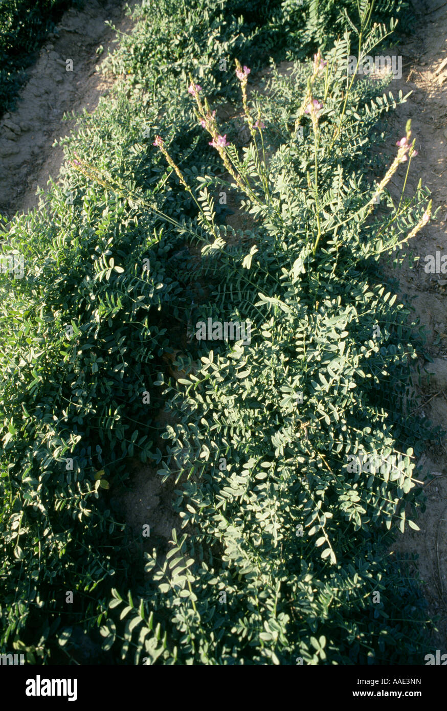 SAN FOIN pianta di foraggio in qualche modo simile di alfalfa ROCKY FORD Esperimento Stazione ROCK FORD COLORADO Foto Stock