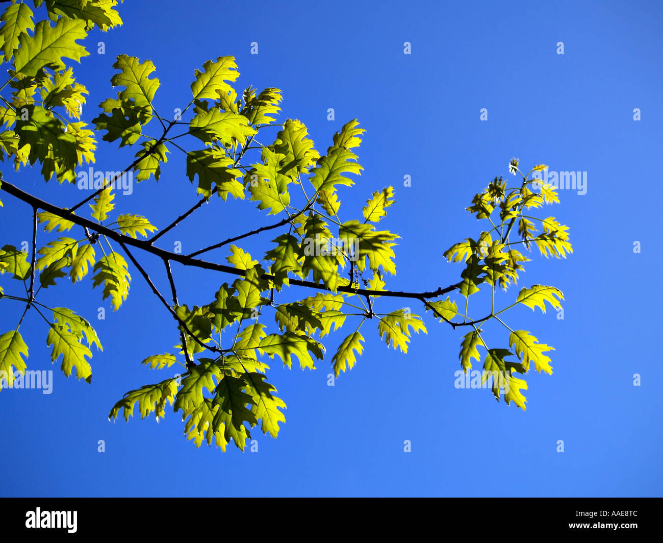 Ramo di foglie Foto Stock