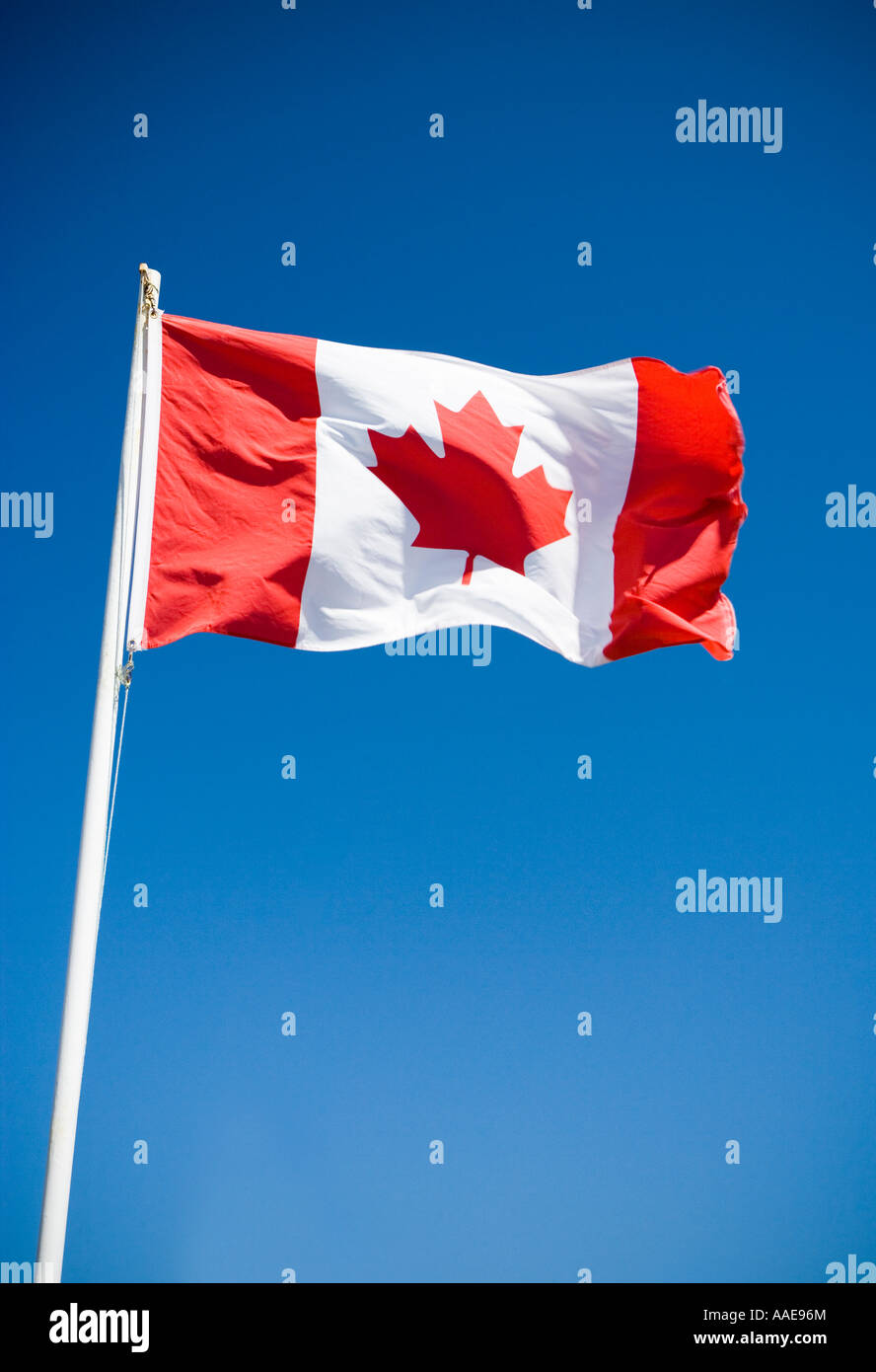 Bandiera canadese su una bandiera bianca pole Foto Stock