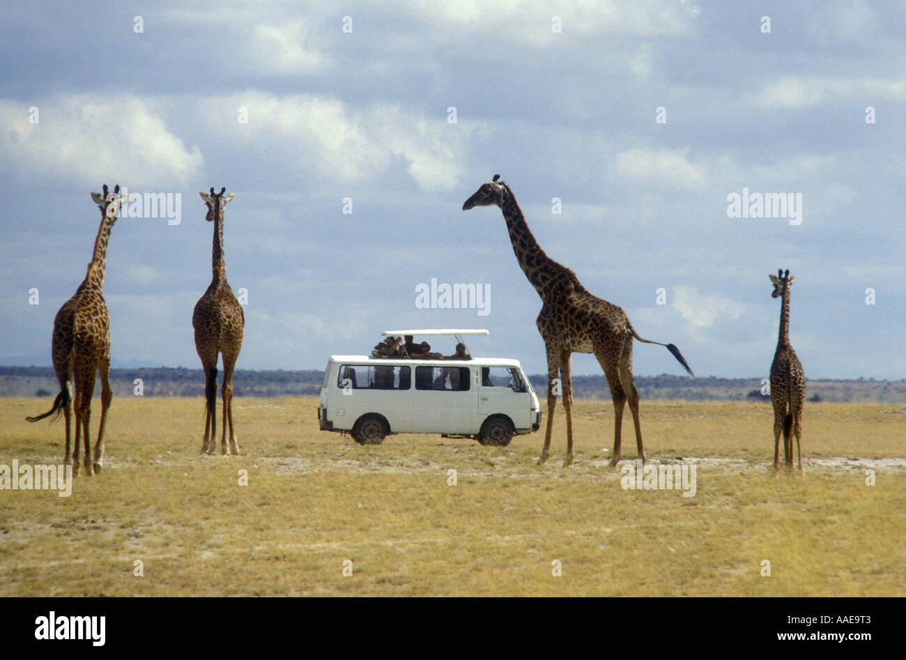 Minibus bianco vicino ad un gruppo di quattro Masai o Giraffe comuni del Parco Nazionale Amboseli Kenya Africa orientale Foto Stock