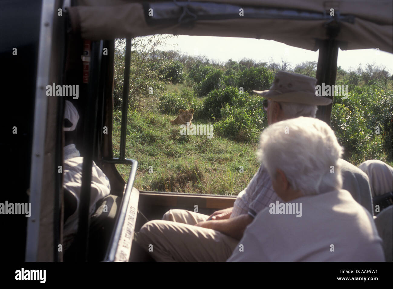 Anziani turisti guardando una leonessa dalla finestra di una facciata aperta LANDROVER Masai Mara Kenya Foto Stock